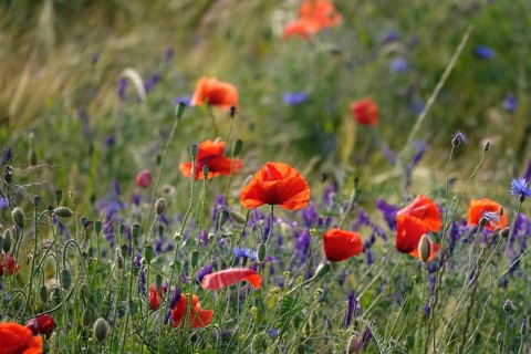 Beautiful picturesque poppy field, June, Germany