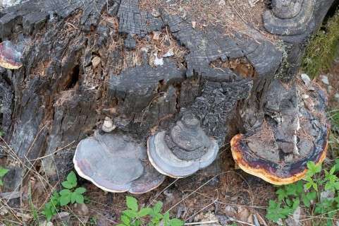 Red Banded Polypore (Fomitopsis pinicola), Bavaria, Germany