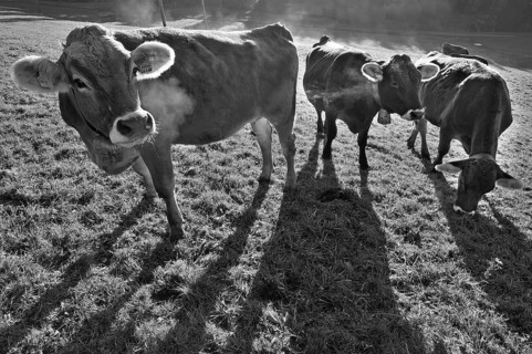 Algäu cows (Brown Swiss cattle in the morning backlight on the pasture, Weitnau, Oberallgäu,