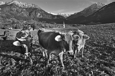 Cows in the pasture, Bad Hindelang with Allgäu mountains in the background, Bad Hindelang,