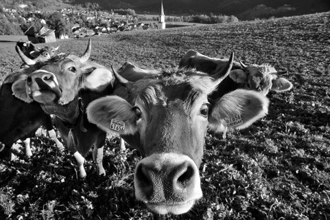 Brown Swiss cattle on the pasture, Bad Hindelang with Allgäu mountains in the background, Bad
