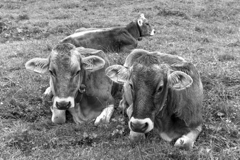 Allgäu cows in a meadow, gabled house, Bad Hindelang, Allgäu, Bavaria, Germany