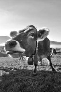 Algäu cow (Braunvieh) on the pasture looking into the camera, Weitnau, Oberallgäu, Bavaria, Germany