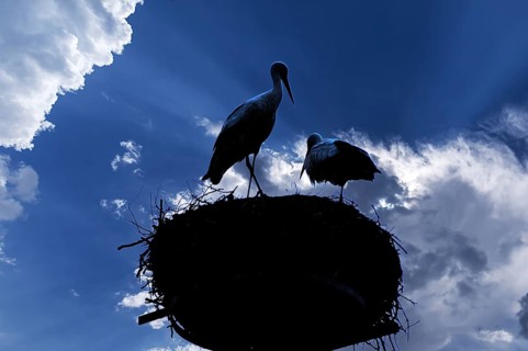 Pair of white storks (Ciconia ciconia) silhouetted in the nest against a cloudy sky,