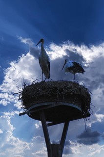 Pair of white storks (Ciconia ciconia) silhouetted in the nest against a blue cloudy sky,