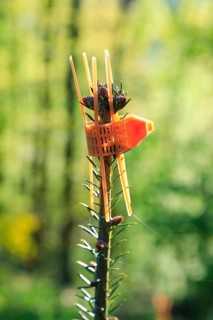 Anti-bite collar on the shoot of a conifer to protect the young tree from animal browsing in the