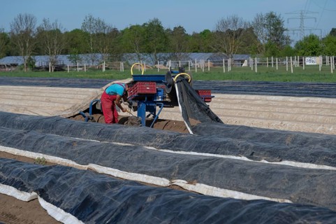Asparagus harvest with film lifter, Franconia, Bavaria, Germany