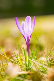 A single purple crocus in a sunny spring landscape, Gechingen, Hecken und Gäu region, district of