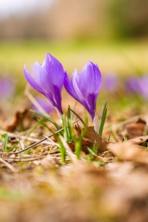 Two purple crocuses next to each other in a spring-like setting, Gechingen, Hecken und Gäu region,