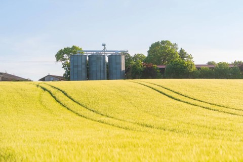 A large grain field with silos in the background, shining in the summer light, Gechingen, Hecken