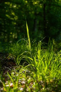 Blade of grass illuminated by sunrays in the shady forest, Gechingen, Hecken und Gäu region,