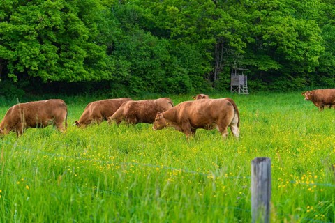 Cows grazing peacefully on a green meadow against a background of dense trees, Gechingen, Hecken