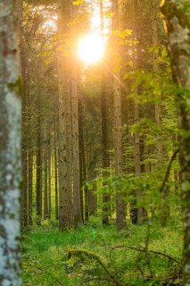 Sunlight breaking through long trees in a dense forest, Gechingen, Hecken and Gäu region, district