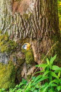 Painted stone in tree bark, surrounded by moss and foliage, Gechingen, Hecken and Gäu region,