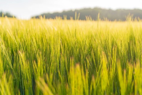Golden-yellow grain rises high in a wide field under a gentle summer sky, Gechingen, Hecken and Gäu