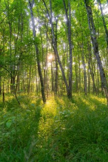 Light floods a green forest and creates a calm and peaceful environment, Gechingen, Hecken und Gäu