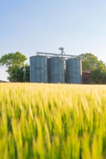 Silos rise behind a sunlit grain field on a clear summer day, Gechingen, Hecken and Gäu region,