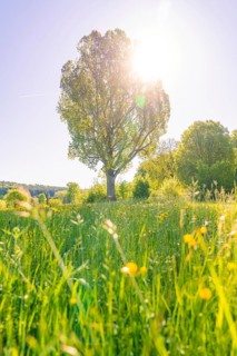 A tree in a flowering meadow stands in the sunlight, Gechingen, Hecken und Gäu region, district of