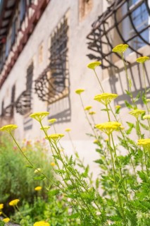 Yellow flowers in the summer sun in front of an old wall and gothic window decorations, event and