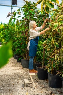 Senior woman gardener caring for plants while standing on a stepladder inside a greenhouse,