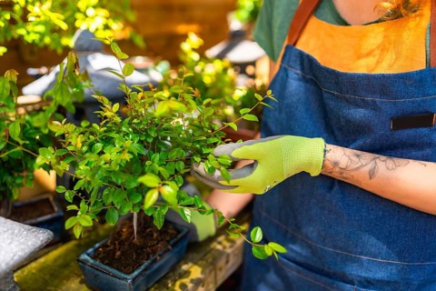 Gardener wearing gloves taking care of a small bonsai tree in a garden center, gardening and plant