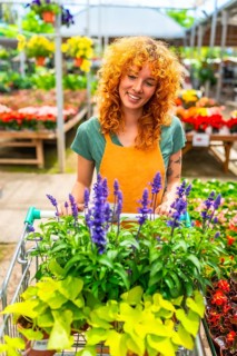 Smiling gardener pushing a shopping cart filled with vibrant lavender and various plants while