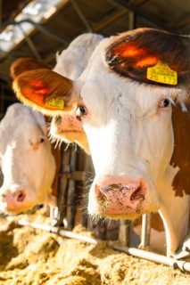 Close-up of cows in the barn in the sunshine, tagged with ear tags