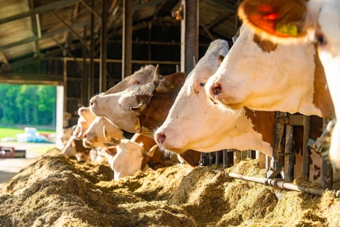 Row of cows in the barn with green landscape in the background