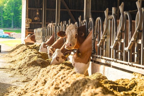 Row of cows in the barn with a view of brightly lit grounds
