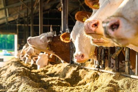 Several cows in the barn eating in a row at the feeding trough