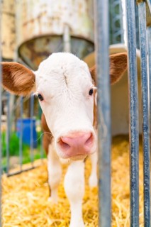 Close-up of calf behind bars, looking curiously outside
