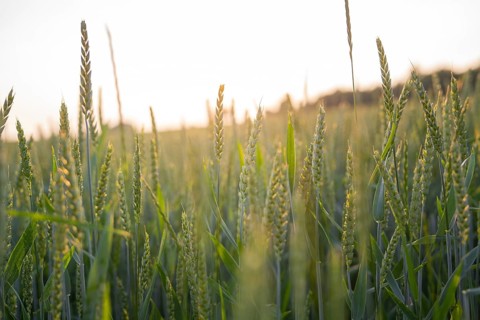 A wheat field with soft sunlight at dawn, Gechingen, Black Forest, Germany