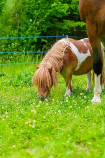Pony with brown and white spots eating grass in a flowering meadow, Gechingen, Black Forest,