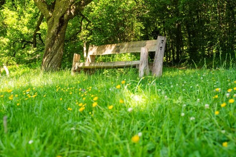 Wooden bench in a blooming meadow, surrounded by trees and flowers, Gechingen, Black Forest,