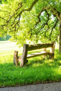 A rustic wooden bench under a large shady tree, Gechingen, Black Forest, Germany