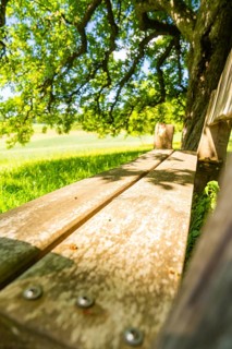 Close-up of a wooden bench under a tree, surrounded by greenery, Gechingen, Black Forest, Germany
