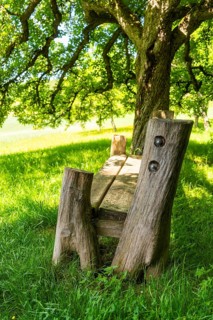 Rustic wooden bench stands under a tree on a grassy meadow in the shade, Gechingen, Black Forest,