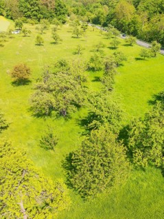Green meadow with trees in a natural spring landscape, orchards, compensation project for Hermann