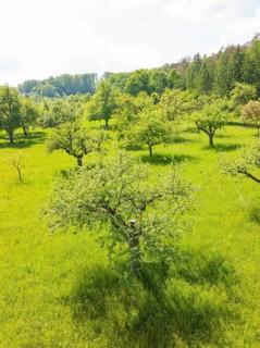 Flowering fruit trees on a green meadow in sunny weather, orchards, compensation project for