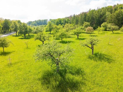Green orchard with several flowering trees in spring, orchards, compensation project for Hermann