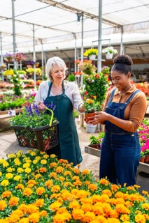 Two women working in a garden center are choosing marigold flowers and putting them in a basket