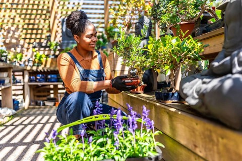 Gardener carefully holding a bonsai tree while working in a plant nursery, surrounded by various