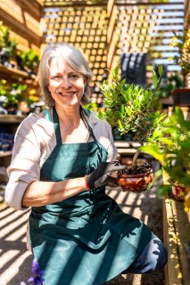 Smiling senior gardener woman wearing gloves and apron holding bonsai plant while working in