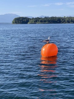 Seagull sitting on a buoy in Lake Starnberg, Bavaria, Germany