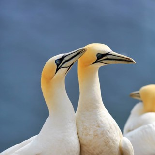 Gannet (Morus bassanus), pair, bird cliffs, Heligoland Island, Schleswig-Holstein, Germany
