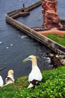 Northern gannet (Morus bassanus) with nesting material in its beak, bird cliffs, Heligoland Island,