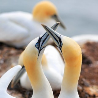 Gannet (Morus bassanus), pair courtship display, bird cliffs, Heligoland Island, North Sea,