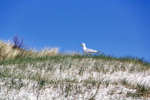 Single seagull on a dune, blue sky, Heligoland Island, Schleswig-Holstein, Germany