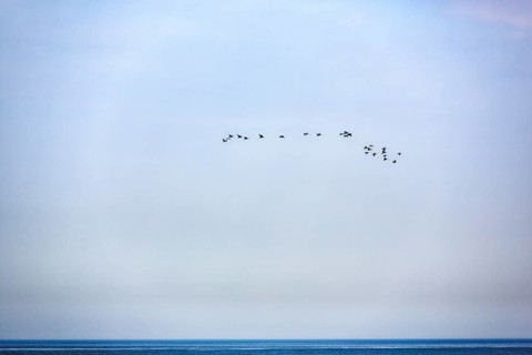 Flock of birds over the sea, halo in the sky, bird cliffs, Heligoland Island, Schleswig-Holstein,