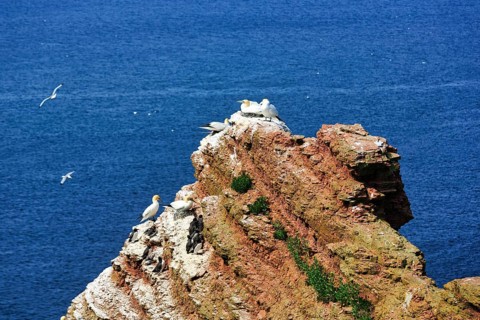 Northern gannets (Morus bassanus) and common guillemots (uria aalge) on bird cliffs, Heligoland